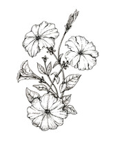 Hand Drawing Flower Petunia, Engraving Style