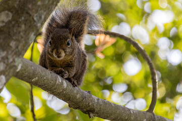 squirrel on tree