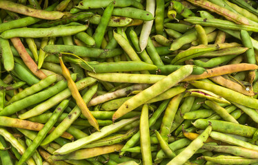 Canvas Print - Phaseolus vulgaris - Pinto beans in pods in the traditional Colombian market