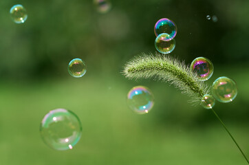 a spikelet with raindrops and flying soap bubbles