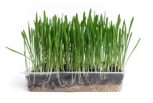Homemade Cat Grass Grown In A Clear Plastic Container. Isolated On White, Copy Space For Text.