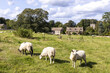 © Stephen - Sheep grazing on the edge of the Cotswold village of Miserden, Gloucestershire UK