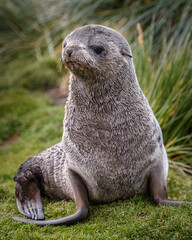south georgia seal
