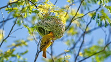Male Southern Masked Weaver (Ploceus Velatus) Weaving A Nest In A Tree In A Backyard In Pretoria, South Africa