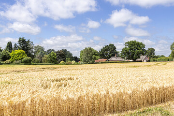 Wall Mural - A field of barley ripening in the village of Chelsworth, Suffolk UK