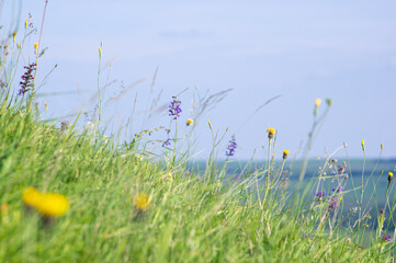 Flowers in the meadow close-up, summer background