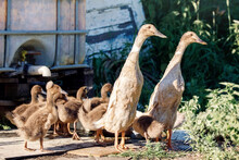Brown Indian Runner Ducks On A Farm Near A Garden Watering Place