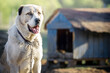 © Linas T - An Asian Shepherd dog sitting next to a wooden blue colour dog house.