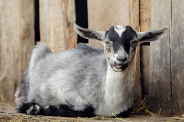 Gray young goatling lying on the ground near the barn. Old building boards in the background.