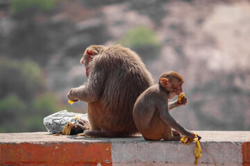 Poster - Closeup view of a tiny monkey standing on the stone and digging up on banana peels