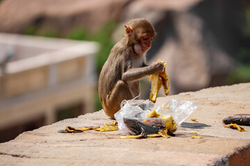 Poster - Closeup view of a tiny monkey standing on the stone and digging up on banana peels