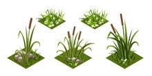 Reeds And Grass Isomatric. Green Grass With Chamomiles Flowers, Rover Reeds And Rocks. Isolated Tiles For Landscape Background, Cartoon Design Style. Vector Illustration