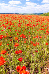 Wall Mural - A field of poppies next to Ryknild Street or Icknield Street (locally Condicote Lane) a Roman road just south of the Cotswold village of Condicote, Gloucestershire UK