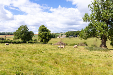 Wall Mural - A view across a field of sheep towards the Cotswold hamlet of Taddington, Gloucestershire UK