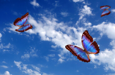 Aufkleber - bright butterflies flying in the blue sky with clouds. flying blue butterflies. colorful morpho butterflies. copy spaces