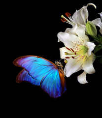 Aufkleber - bright blue tropical morpho butterfly on white lily flowers isolated on black