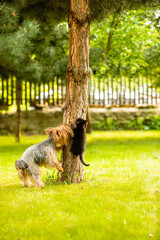 Dog has caught a kitten on a tree trunk and holding it