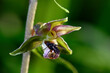 Asselfliege // Pouting Woodlouse-fly (Rhinophora lepida) an der Blüte einer Orchidee / Breitblättrige Stendelwurz (Epipactis helleborine)