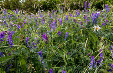 Poster - Beautiful view of a field of baikal skullcap Scutellaria baicalensis flowers on a sunny day