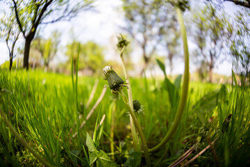 Canvas Print - Details from the garden. Fisheye lens used