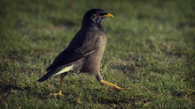 Closeup Of A Common Myna In A Field Covered In Greenery With A Blurry Background