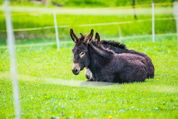 Two brown donkeys in Spring meadow in Czech republic