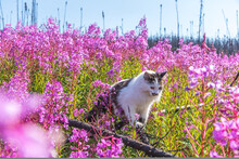 Maine Coon Cat Walking In Wilderness Area Of Northern Canada In Sub Arctic Area During Summer Time With Beautiful Bright Fireweed Flowers In Full Bloom Surrounding The Pet Animal. 