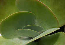 The Center Of A Green Kalanchoe Thyrsiflora Or Paddle Plant Succulent With Round, Flat Leaves. Blurred Leaves Surround The Center Forming A Background.