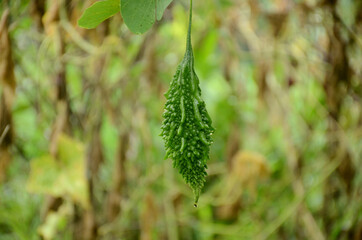 closeup the green ripe bitter gourd with vine over out of focus green brown background.