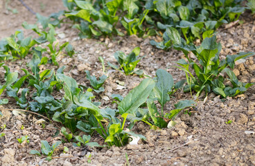 Wall Mural - Close-up of spinach grown in a vegetable garden in spring