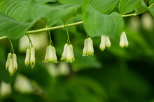 Beautiful White Solomon's Seal Flowers Blooming On The Branch Under The Shade