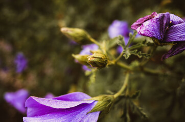 Sticker - Flower bud