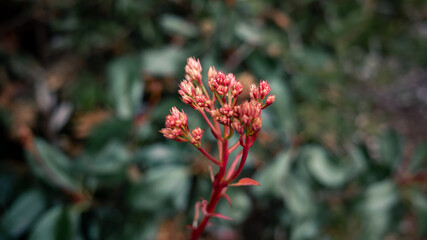 Sticker - red and yellow flower