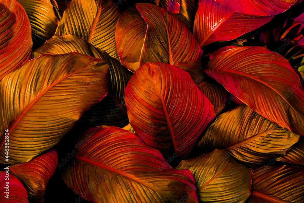 closeup nature view of red leaves background, abstract leaf texture - obrazy, fototapety, plakaty 