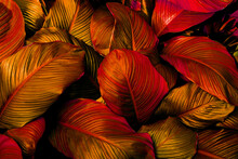 Closeup Nature View Of Red Leaves Background, Abstract Leaf Texture