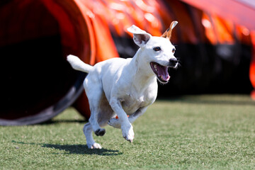 Purebred active sable and white jack russel terrier running dog agility course with full attention.Fast and furious parson Russel terrier winner champion on outside agility competition on summer time