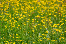 Green Meadow With Yellow Bulbous Buttercup Flowers In Early Summer - Seasonal Nature Background 2