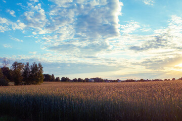 Poster - Wheat field with evening sky with sun and clouds. Rural nature landscape