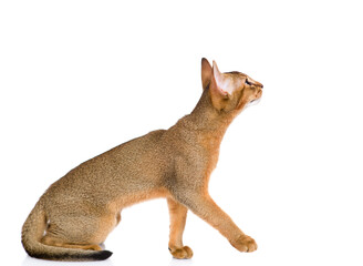 Wall Mural - Young abyssinian young cat sits and looks away and up. Isolated on white background