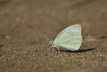 Small White Butterfly, Pieris Rapae, On Ground. Beautiful Butterfly Taking Minerals From Wet Ground