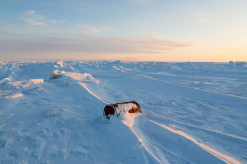 Wall Mural - a rusty barrel on the shores of a frozen sea in the arctic. winter arctic landscape. problems of eco