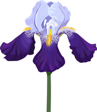 Blue Iris Flower Isolated On White Background