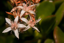Selective Focus Shot Of Crassula Ovata Flowers