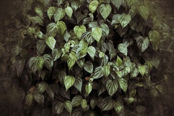 Poster - green ivy leaves