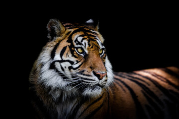 Wall Mural - sumatra tiger with a black background