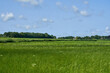 natural green meadow in the district Wesermarsch on a sunny summer day with vivid blue sky and white clouds - a house can be seen in the distance far away at the horizon