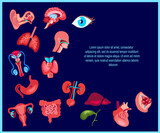 Fototapeta Pokój dzieciecy - Bright Human Healthy Organs Set.Vector Illustration Icon Design.Isolated on Blue Background.Throat,Pharynx,Heart, Liver,Guts,Stomach,Lungs, Kidneys, Intestine, Uterus,Womb Organs.Viscera Human Anatomy