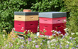 Two colorful wooden beehives and bees in a garden surrounded by field flowers on a sunny day.