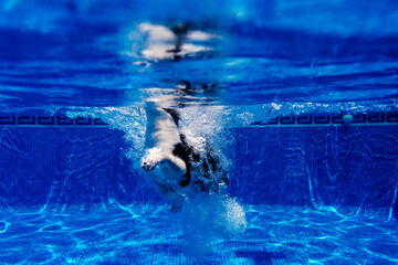 funny border collie dog standing in swimming pool during day time, summer time and vacation concept. Underwater view