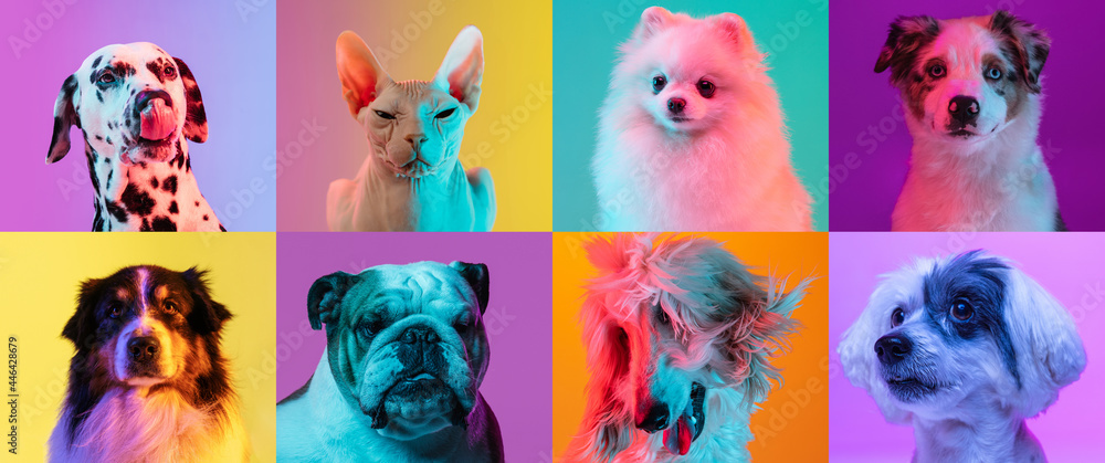 Art collage made of funny dogs different breeds and grace cat sphinx on multicolored studio background in neon light. - obrazy, fototapety, plakaty 